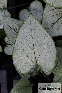 Brunnera macr. 'Looking Glass'