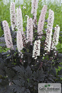 Actaea 'Chocoholic'