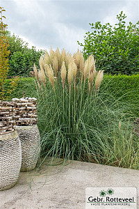 Cortaderia selloana