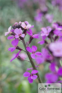 Erysimum 'Bowles' Mauve'
