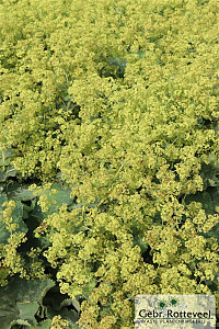 Alchemilla mollis 'Robustica'