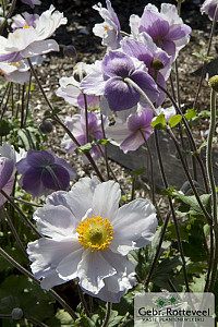 Anemone Dreaming Swan
