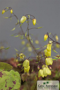 Epimedium 'Sunny and Share'