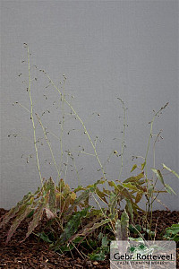 Epimedium wush. 'Caramel'