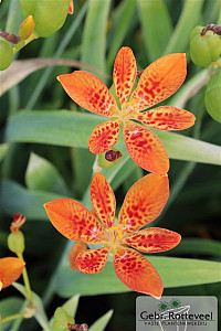 Pardancanda norrisii