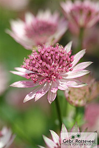 Astrantia maj. 'Roma'