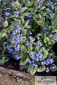 Brunnera macr. 'Sea Heart'