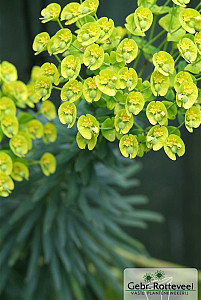 Euphorbia characias wulfenii