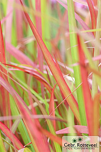 Imperata cylindrica 'Red Baron'