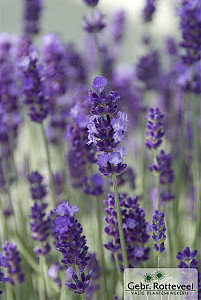 Lavandula ang. 'Hidcote'