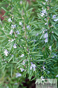 Rosmarinus officinalis