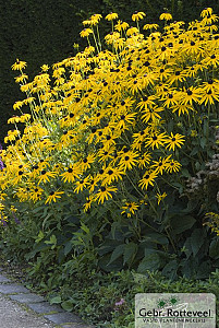 Rudbeckia f. 'Goldsturm'