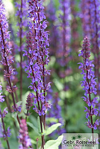 Salvia nem. 'Caradonna'