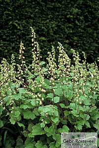 Tellima grandiflora