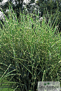 Miscanthus sin. 'Strictus'