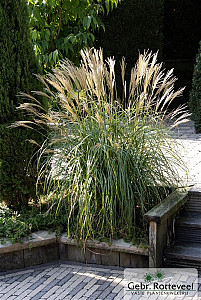 Miscanthus sin. 'Yaku Jima'