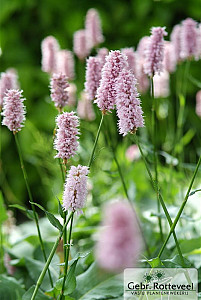 Persicaria bistorta 'Superba'