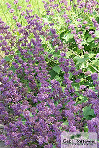 Salvia vert. 'Purple Rain'