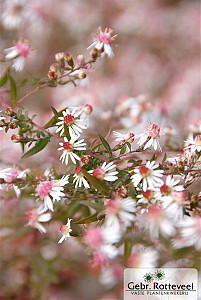 Aster l. 'Horizontalis'