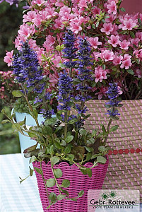 Ajuga reptans 'Catlin's Giant'