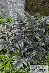 Athyrium nipponicum 'Metallicum'