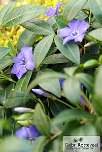 Vinca minor