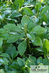 Pachysandra terminalis
