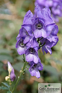 Aconitum napellus