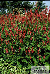 Persicaria amplex. 'Speciosa'
