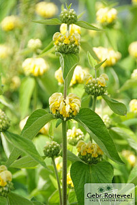 Phlomis russeliana