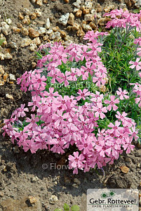 Phlox kelseyi 'Rosette'