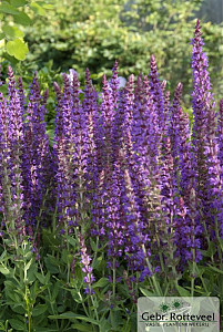 Salvia nem. 'Ostfriesland'