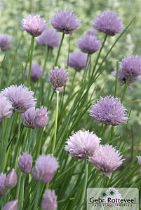 Allium schoenoprasum