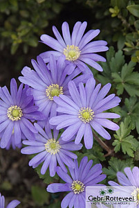 Anemone blanda