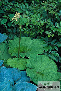 Astilboides tabularis