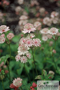 Astrantia major
