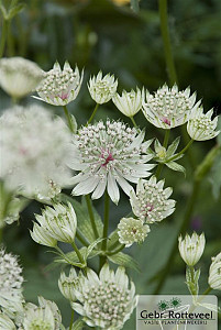 Astrantia maj. 'Shaggy'