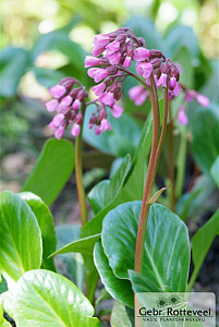 Bergenia cordifolia