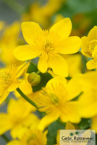 Caltha palustris