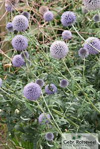 Echinops ritro 'Veitch's Blue'
