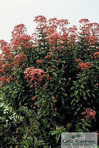 Eupatorium mac. 'Atropurpureum'