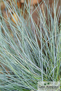 Festuca glauca