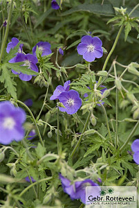 Geranium 'Brookside'