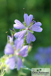 Geranium 'Philippe Vapelle'