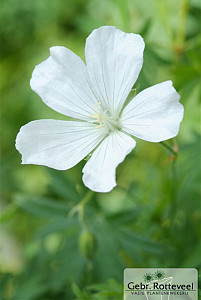 Geranium sang. 'Album'