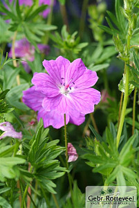 Geranium sang. 'Max Frei'
