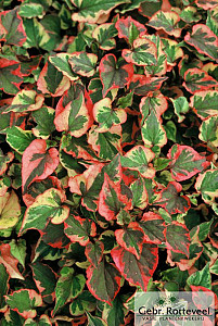 Houttuynia cordata 'Chameleon'