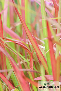 Imperata cylindrica 'Red Baron'