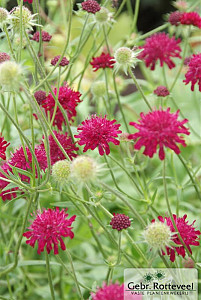 Knautia macedonica