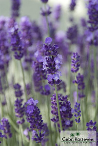 Lavandula ang. 'Hidcote'